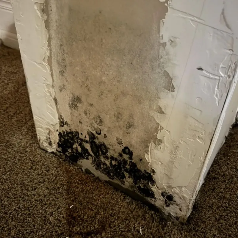 Professional Mold Removal in Taylor County, GA